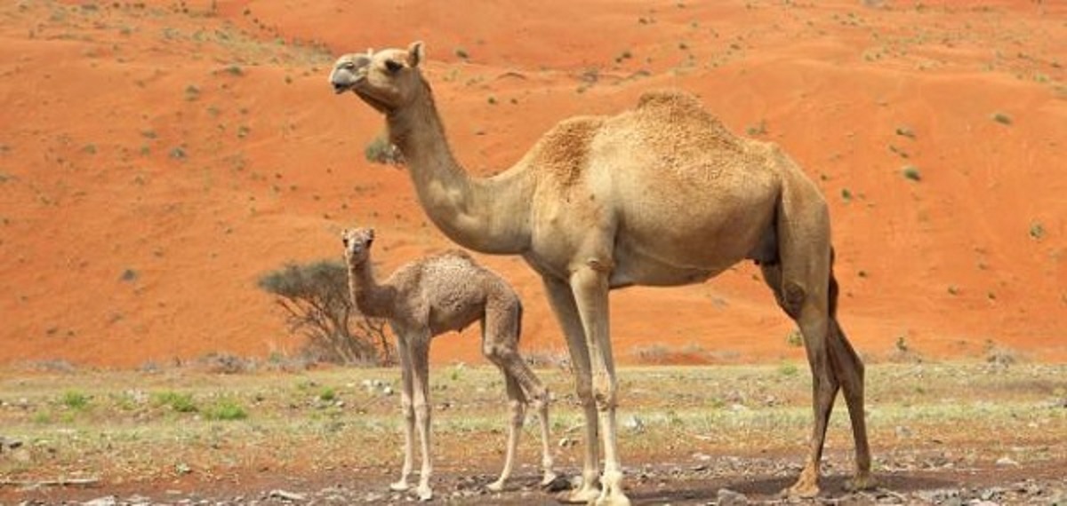 صغير الجمل